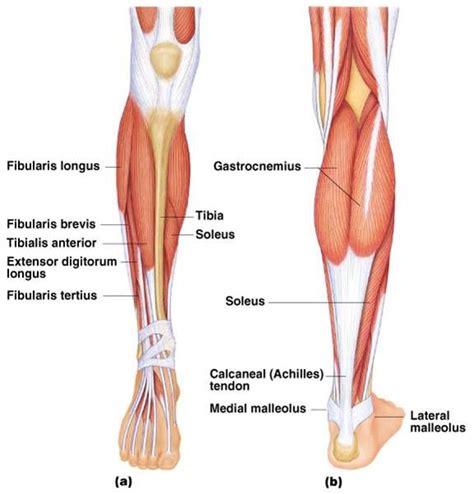 The knees are flexed so the. muscles of the lower leg - Google Search | Human body ...