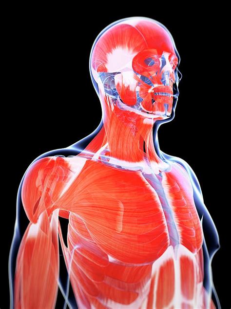 Human Muscular System Photograph By Sebastian Kaulitzki Fine Art America