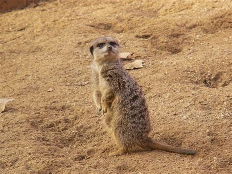 Meerkat On The Africa Sand Free Image Download