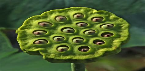 Trypophobia The Fear Of Holes Driven By The Internet And Mathematics