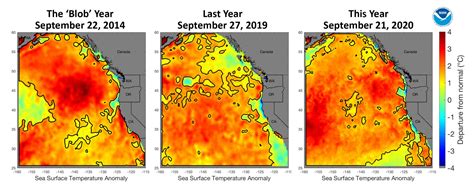 Researchers Mull Marine Heatwaves Aka Blobs In North Pacific