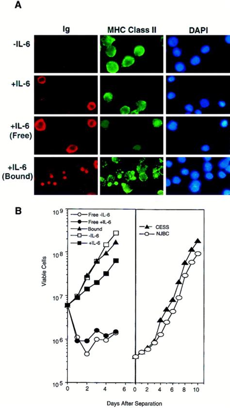 Antibiotics for plant cell culture. Induction of Cell Cycle Arrest and B Cell Terminal ...