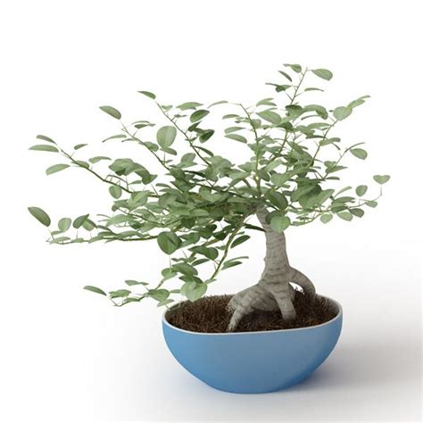 Mar 18, 2019 · i grow mine in a pot around 40cm wide and only 30cm deep. Decorative Miniature Eucalyptus Plant In Blue Pot 3D model OBJ