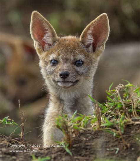 Guard. Jackal's puppy near den site. - Maasai Mara, Kenya. | Puppies