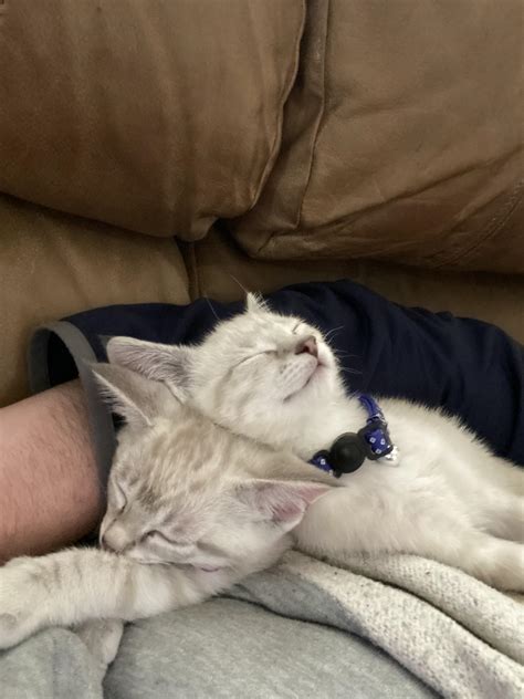 Kitties make the purrfect pillows : r/kittens