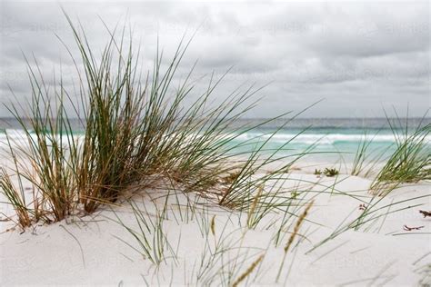 Image Of Coastal Grasses Growing In Sand Dunes At A Surf Beach
