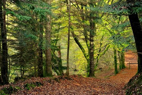 Free Download Forest Path Fall Under Wood Tree Forest Plant