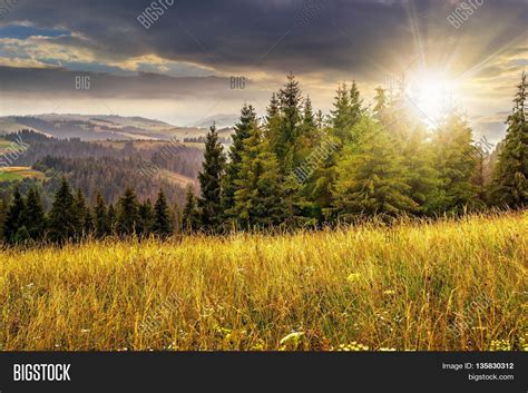 Large Meadow With Mountain Herbs And A Conifer Forest In Front Of