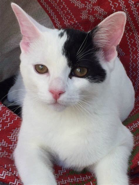What Breed Is My Cat? | ThriftyFun