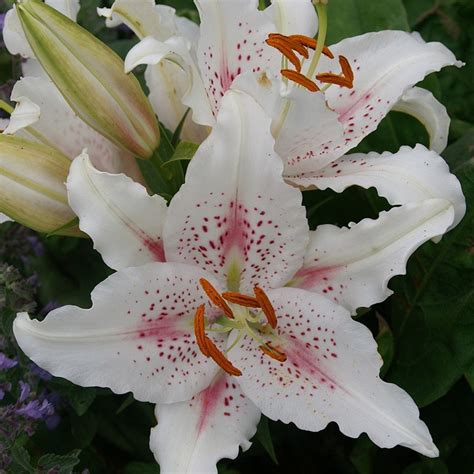 Buy Oriental Lily Muscadet Bulb Lilium Muscadet