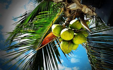 Wallpaper palm beach island travel world 3d abstract textured bonus network real magic dubai atlantis. coconut palms - HD Desktop Wallpapers | 4k HD