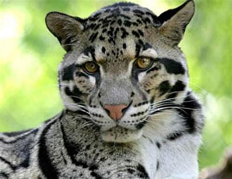 Clouded Leopard Rare Asian Cat With Cloud Spots Animal Pictures And