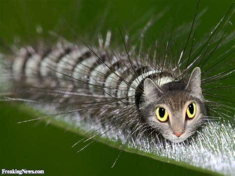 Video Caterpillar That Looks Like A Cat Ento Nation