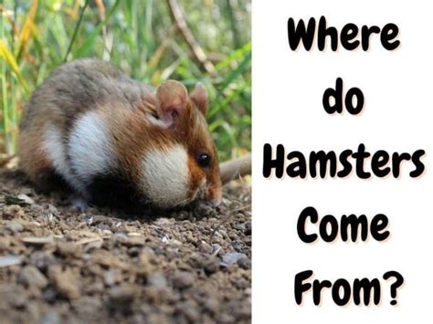 Where Do Hamsters Come From An Illustrated Guide The Pet Savvy