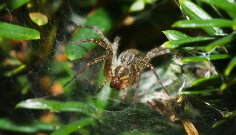 Spiders In Ohio 50 Different Species