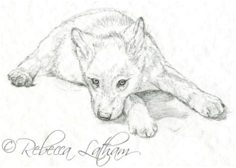 Wolf pup is a cute animal and kept as exotic pets. New Wolf Puppy Painting - Sketch | Paintings of Wildlife & Nature by Rebecca Latham