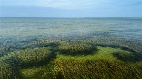 Conservation Efforts Boost Seagrass Meadows—and Their Value To Nature