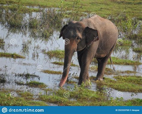 A Wild Elephant Wandering In A Marshy Land In Kanthale Sri Lanka
