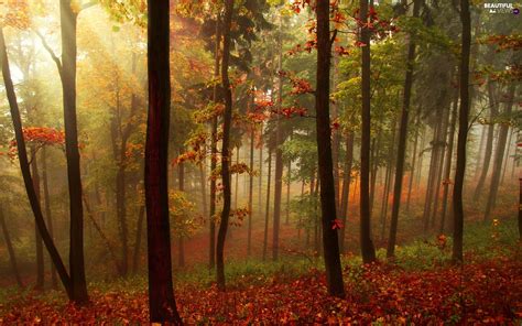 Fog Autumn Forest Beautiful Views Wallpapers 1920x1200