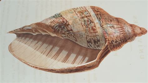Conchology Or The Natural History Of Shells