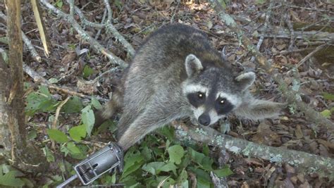 New Duke Dog Proof Raccoon Trap Gardening Supplies Home And Garden Rodent