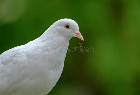 White Dove Showing Great Detail Seen In S Rural Location During Summer