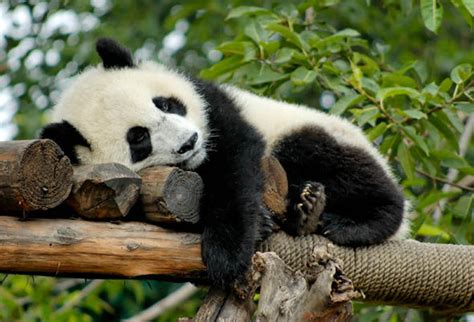 International Panda Day Top 10 Facts You Need To Kno Uk
