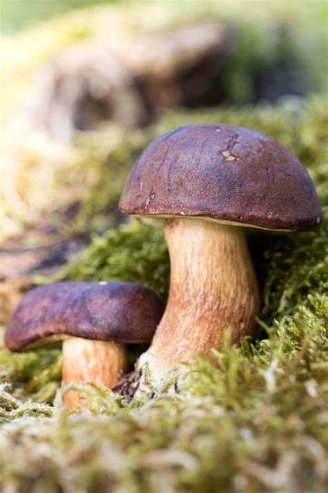 Funghi porcini: tanto di cappello all'autunno