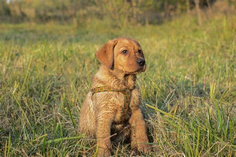 Unique Male Dog Names Archives - Unique Dog Names