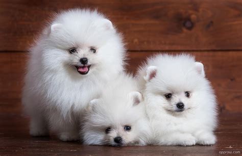 Pomeranian Puppies Wallpapers Wallpaper Cave