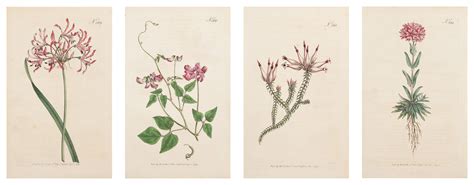 William Curtis 1797 Hand Colored Botanical Suite Plates 369 380 362