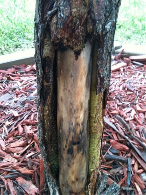 Weeping Willow Bark Coming Off Pictures Inside