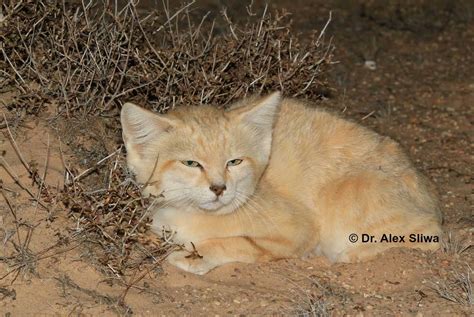 Sand Cats Of The Sahara Desert International Society For Endangered