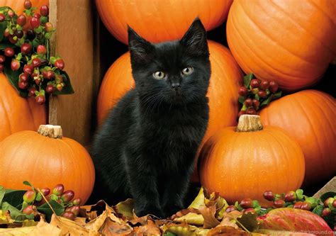 Cats Autumn Kitten Cat Berries Pumpkins Fall Halloween Black