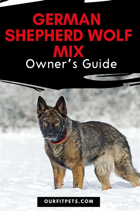 German Shepherd Wolf Mix Owners Guide Our Fit Pets German Shepherd