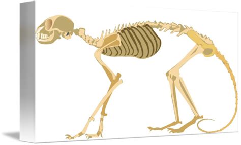 Meerkat Skeleton By Robert Carter