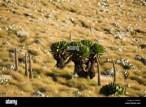 Kenya Mount Kenya National Park Vegetation On Grassy Hillside