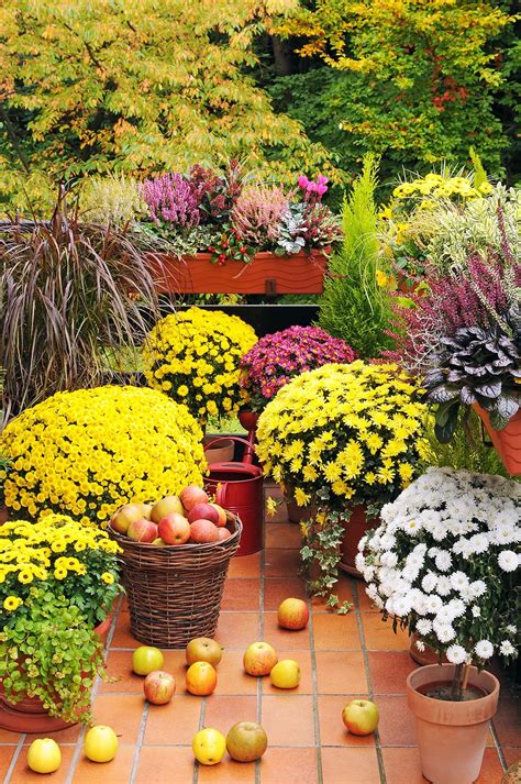 Best Containers For Perennial Success