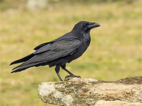 Crow Symbolism A Complete Guide Birdfact