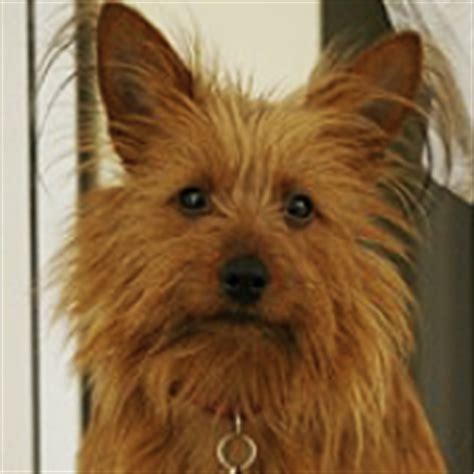 Our dogs are house dogs, and the puppies are born and raised indoors as part of the family. Australian Terrier Rescue ― ADOPTIONS