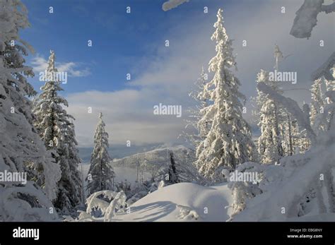 This Is A Winter In Carpathian Mountains Ukraine Fir Trees Covered