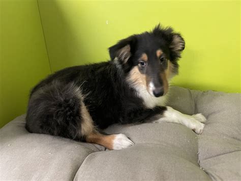 Chien de berger écossais à poil long, originaire d'ecosse et appartenant au groupe des bergers et bergers, est également connu sous le nom de rough collie et est connu depuis longtemps parce qu'il s'agit d'une race aux origines anciennes. Berger Ecossais - Chiens-chats.be