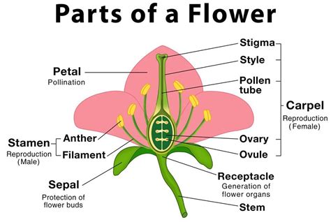 What Is The Structure And Function Of The Typical Flower Science Online