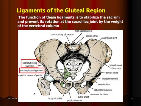 Ppt Gluteal Region And Important Anastomosis In The Thigh Powerpoint Presentation Id 2978572