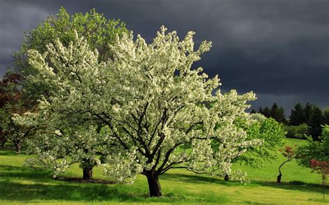 Spring Season Trees Full Hd Desktop Wallpapers 1080p