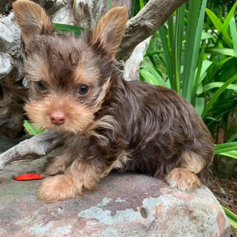 Explore 56 listings for biewer terrier puppies for sale uk at best prices. 4 Adorable Yorkie Puppies up for Sale in Atlanta, Georgia ...