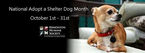 October National Adopt A Shelter Dog Month Shelter Dogs Dogs