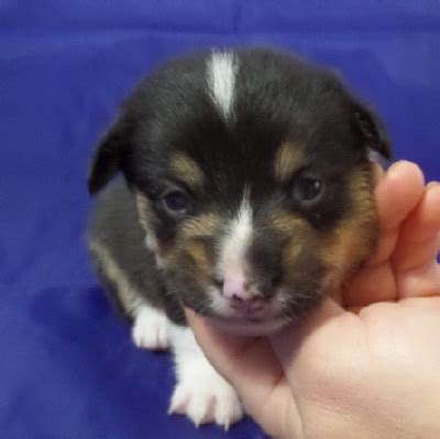 Get a boxer, husky, german beautiful litter of corgi x border collie puppy's that will be available to their forever homes march 24th! Corgi Owner: Clifford in Oakland, TN AKC Pembroke Welsh ...