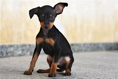 Filhote De Pinscher Descubra Tudo Sobre Este Pet Miniatura