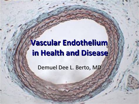 Vascular Endothelium In Health And Disease